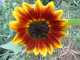 [Sun flower, Waldron St, Pittsburgh, PA]